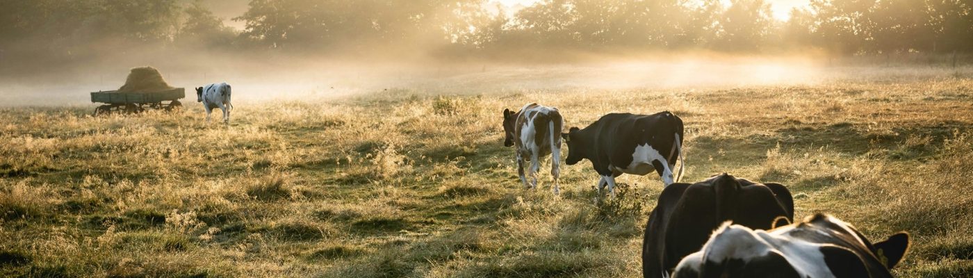 pexels-lukas-hartmann-304281-1276237